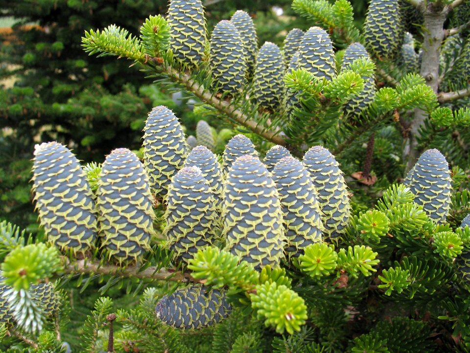 Plants evergreen fir branch