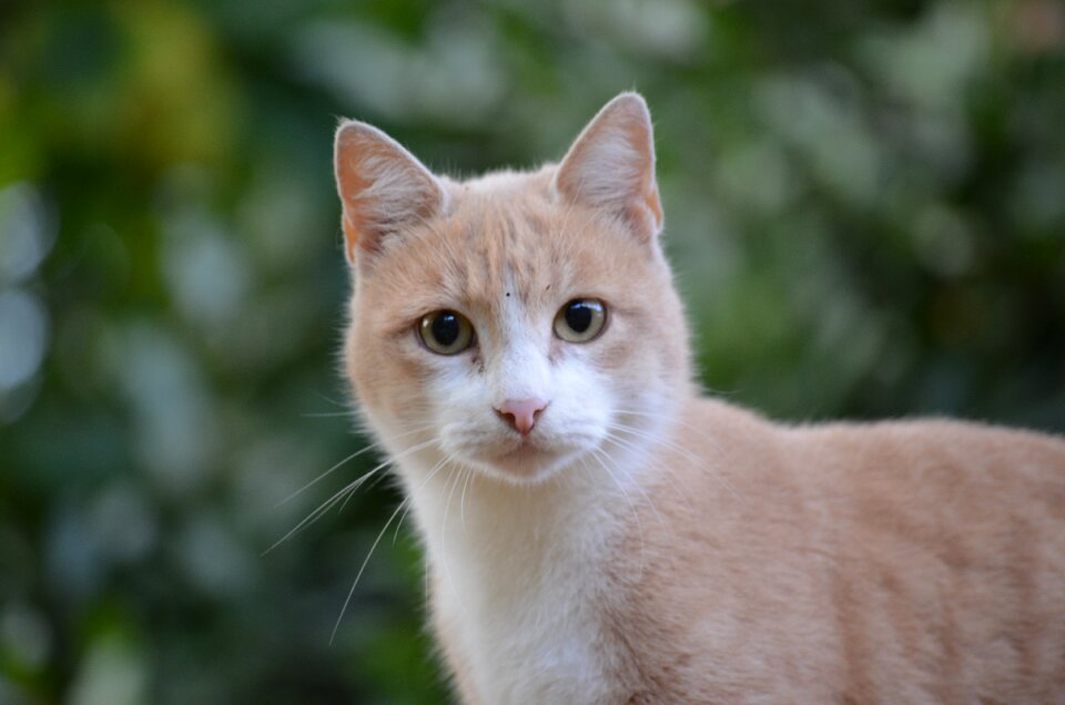 Animals cat nature