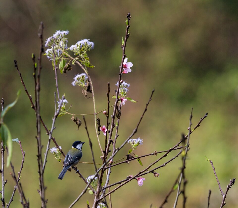Wildlife outdoors