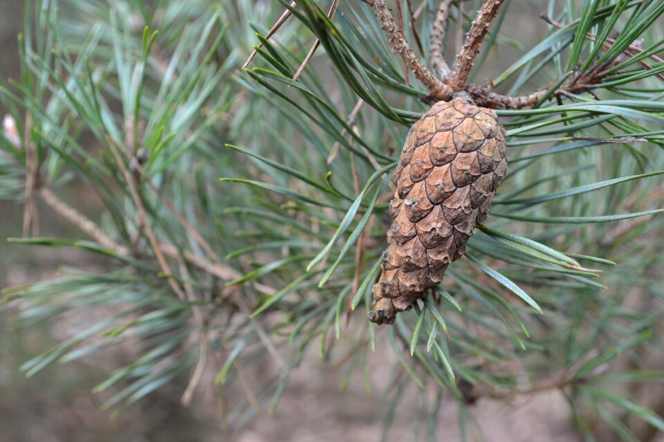 Nature plants evergreen coniferous photo