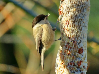 Food bird nature photo