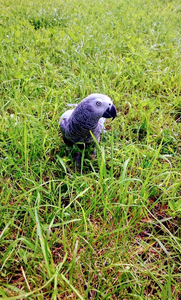 At the court of megazoologiczny african grey parrot