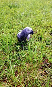 At the court of megazoologiczny african grey parrot