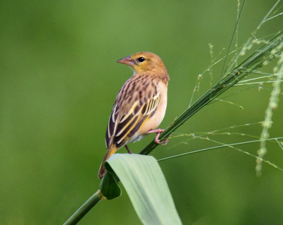 Bird outdoors animal
