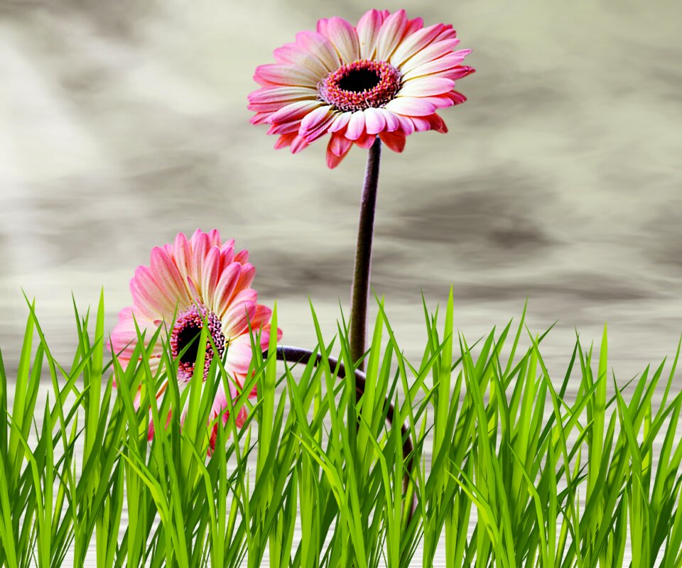 Nature summer flowers