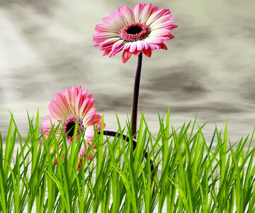 Nature summer flowers