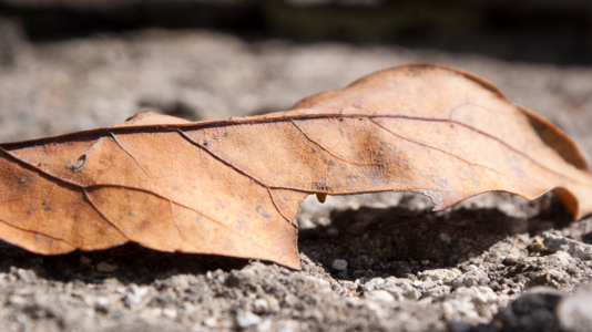 Wood environment leaf photo