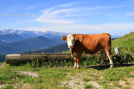 Agriculture cow farm photo