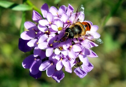 Summer garden bee photo