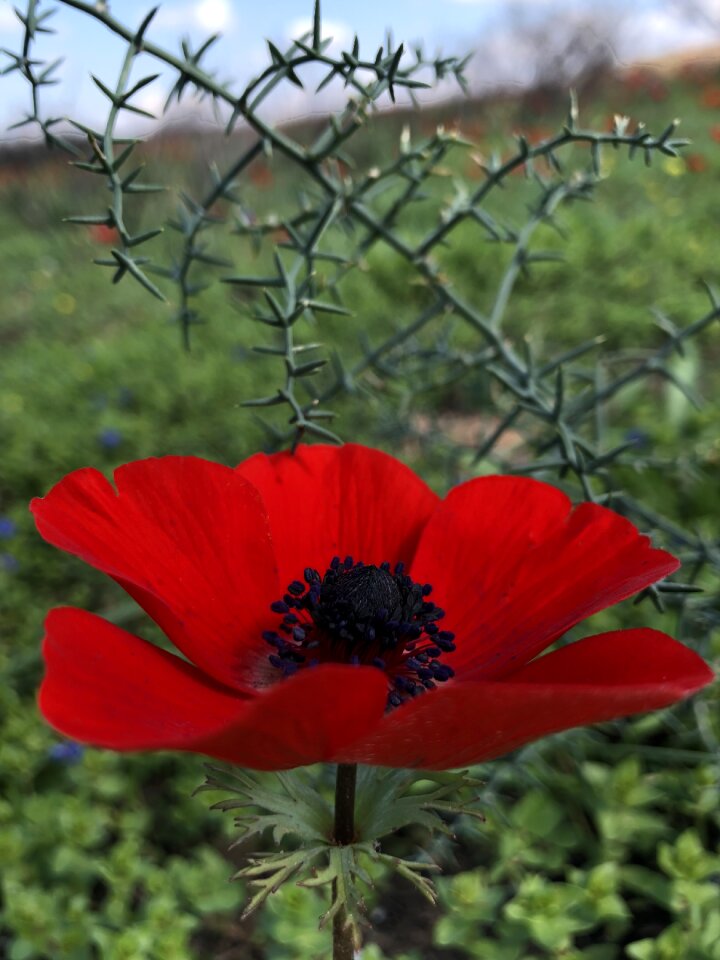 Garden summer field