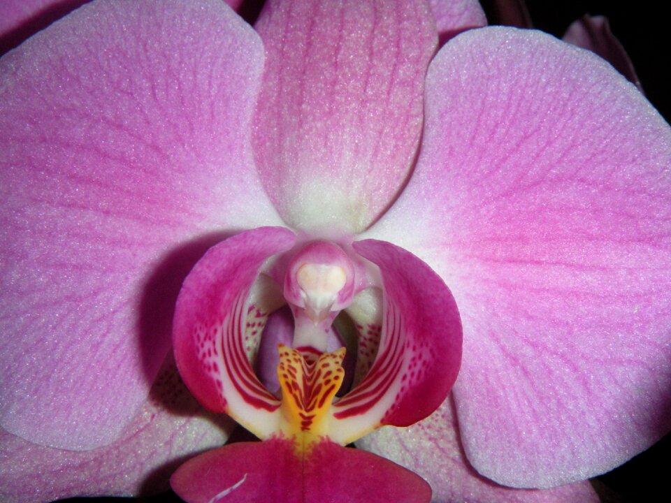 Tropicale bloom exotic