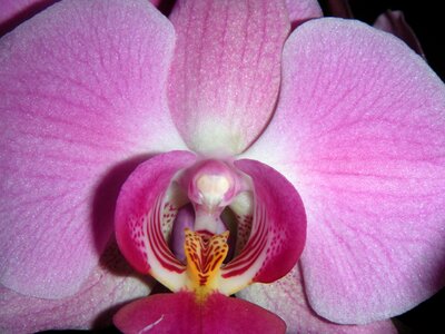 Tropicale bloom exotic