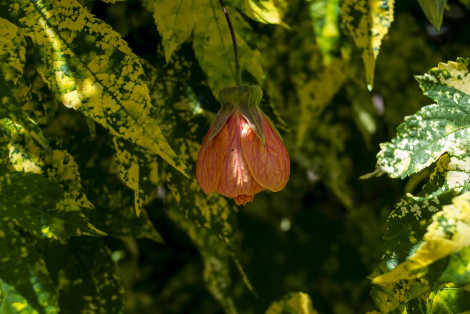 Nature plant tree