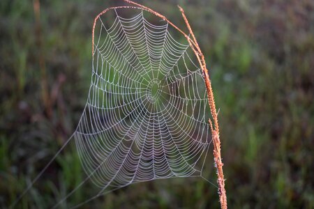Trap cobweb dew photo