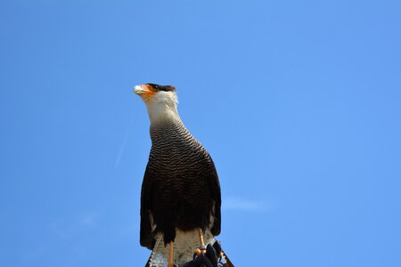 Nature sky bird of prey