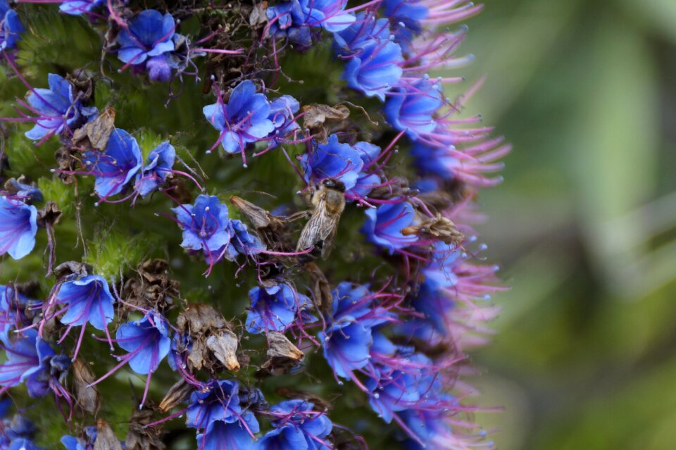 Leaf garden bee