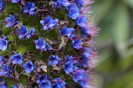 Leaf garden bee photo