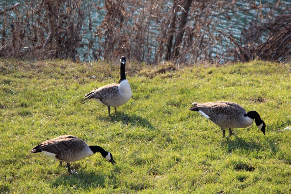 Grass animal world ducks