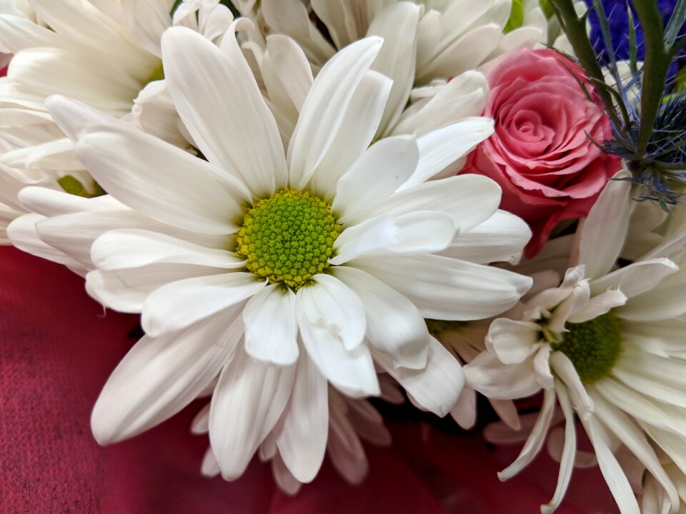 Floral petal blooming