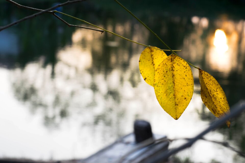 Autumn leaves water Free photos