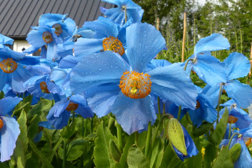 Summer leaf poppy