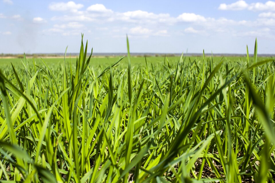 Shoots harvest grass