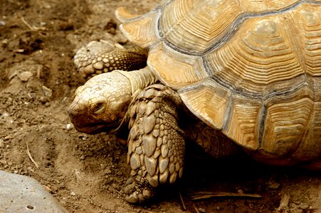 Nature wildlife animals