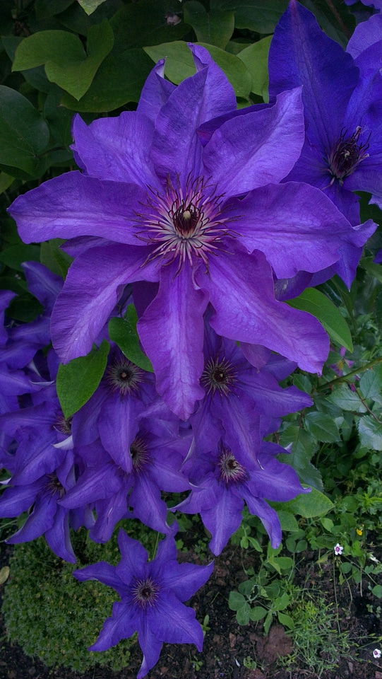 Bloom nature blue