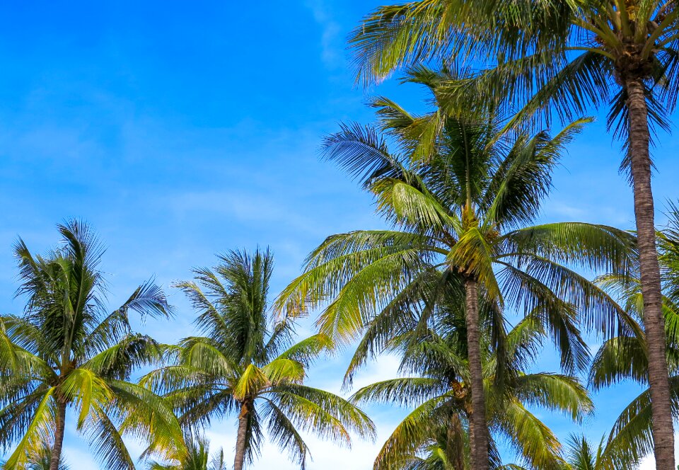 Beach treatment florida