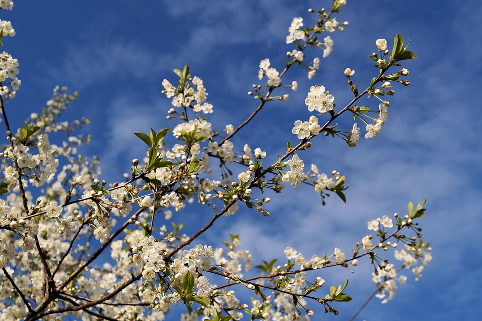 Prunus serrulata roses flowers