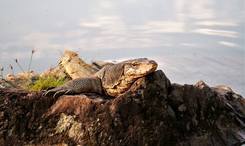 Water sea reptile