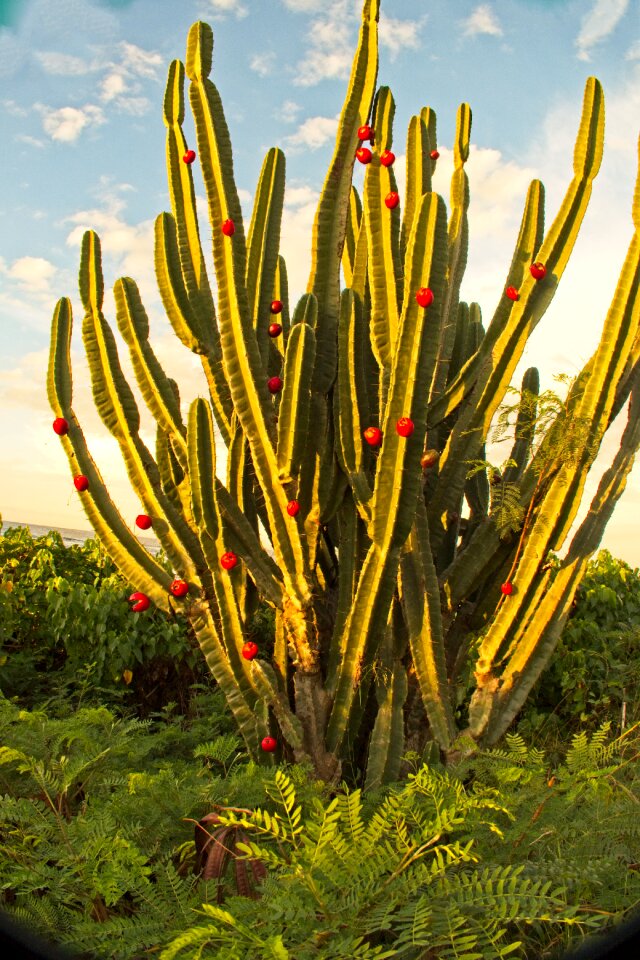 Outdoors cactus fruit