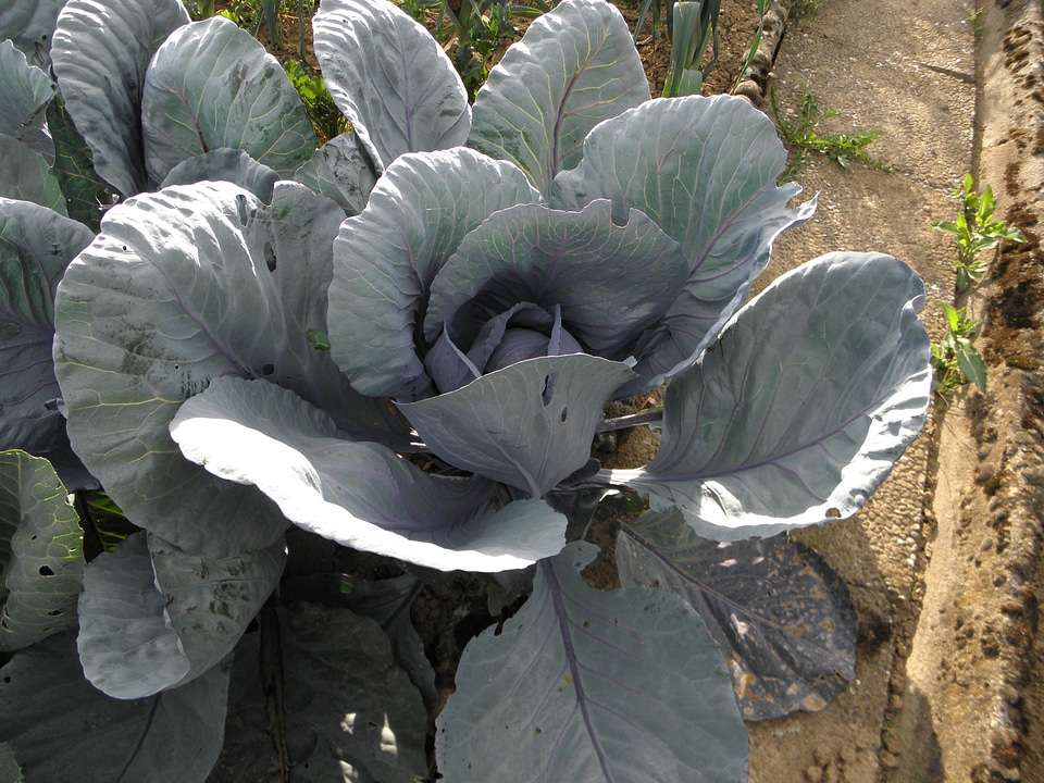 Garden vegetables eat