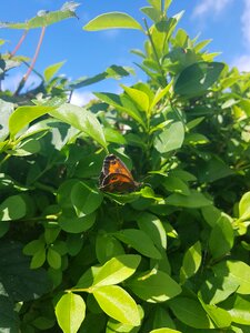 Growth summer butterfly