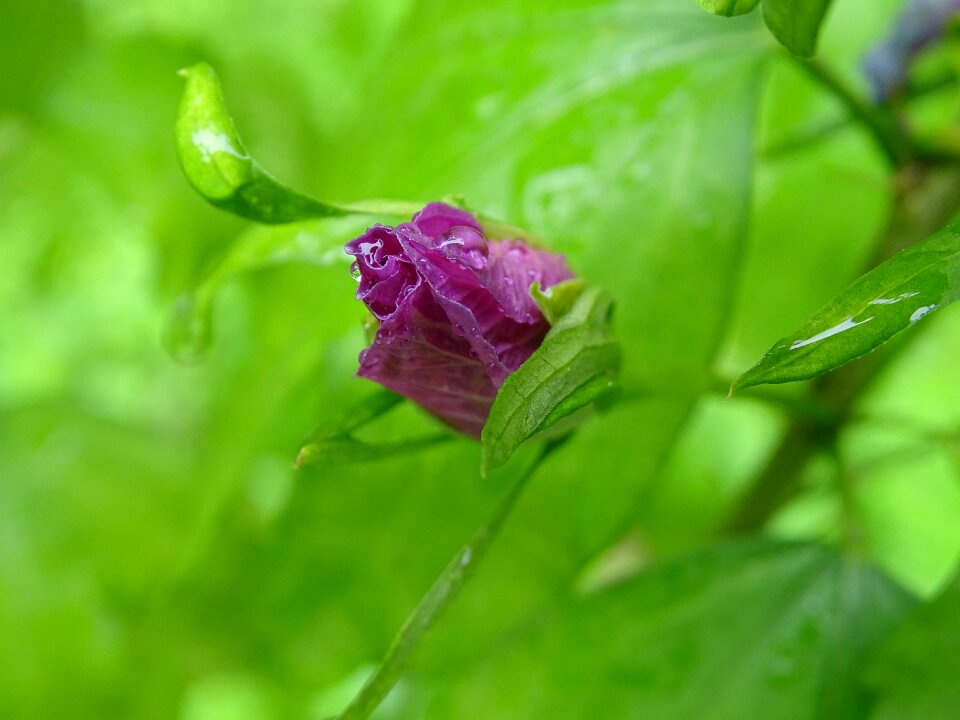 Buds macro foliage