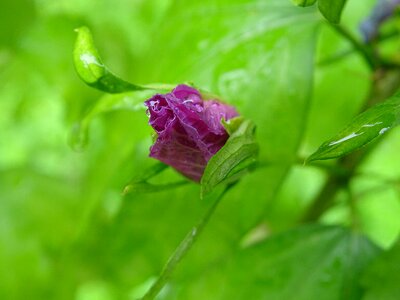 Buds macro foliage