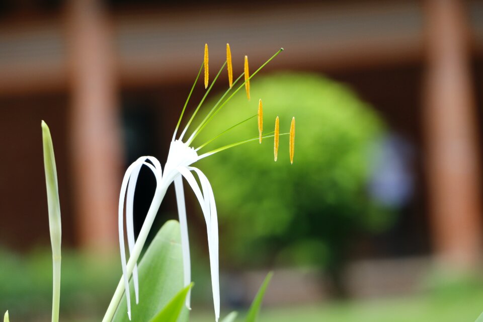 Grass garden closeup