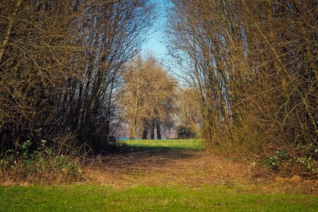 Grass wood meadow photo