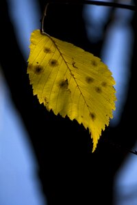 Outdoors tree pen elm