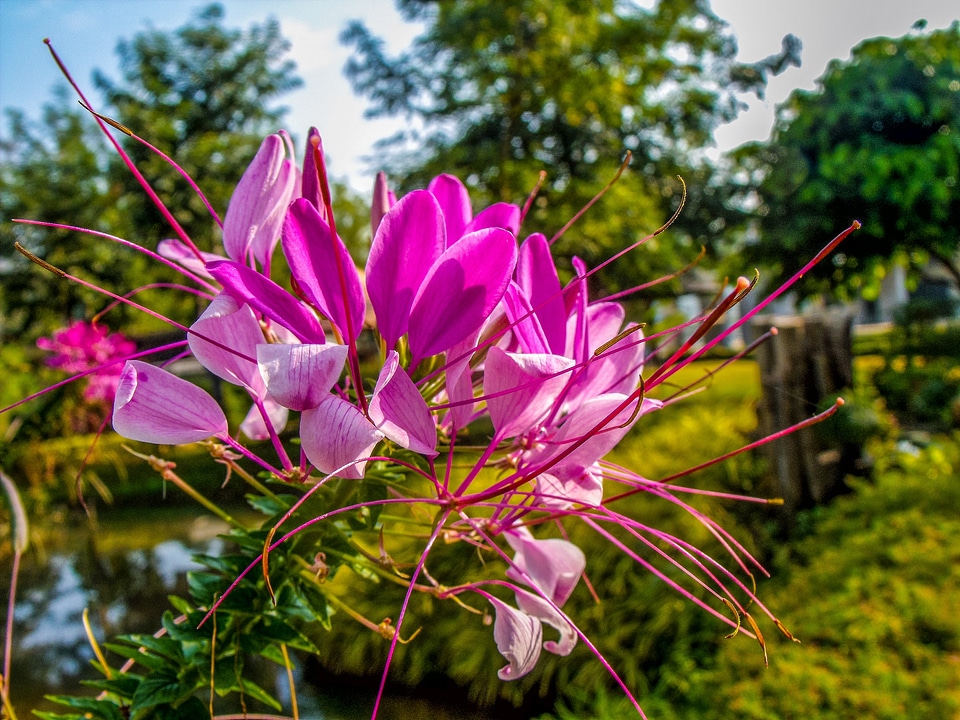 Bloom pink cleome spinosa