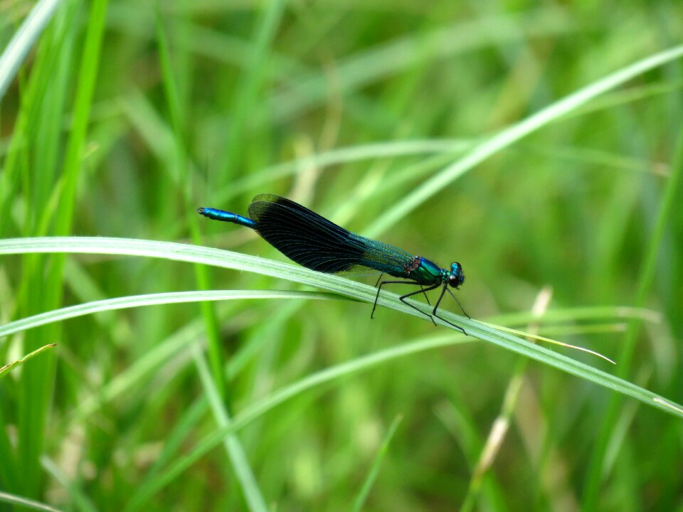 Dragonfly banded demoiselle view waiting