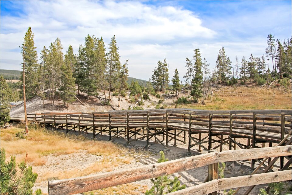 Woods yellowstone national park