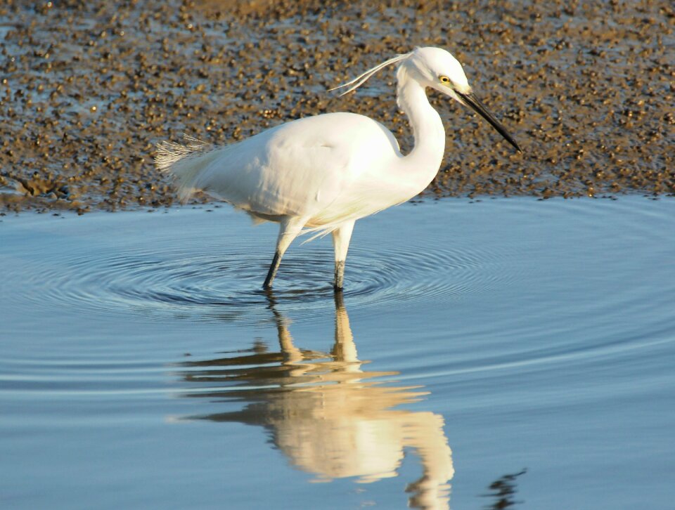 Animal lake nature
