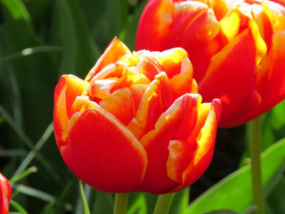 Garden plant keukenhof