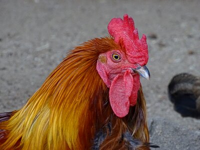 Poultry bird nature photo