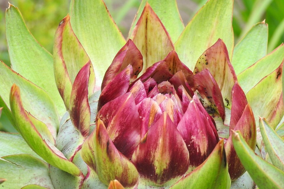 Artichoke plant nature