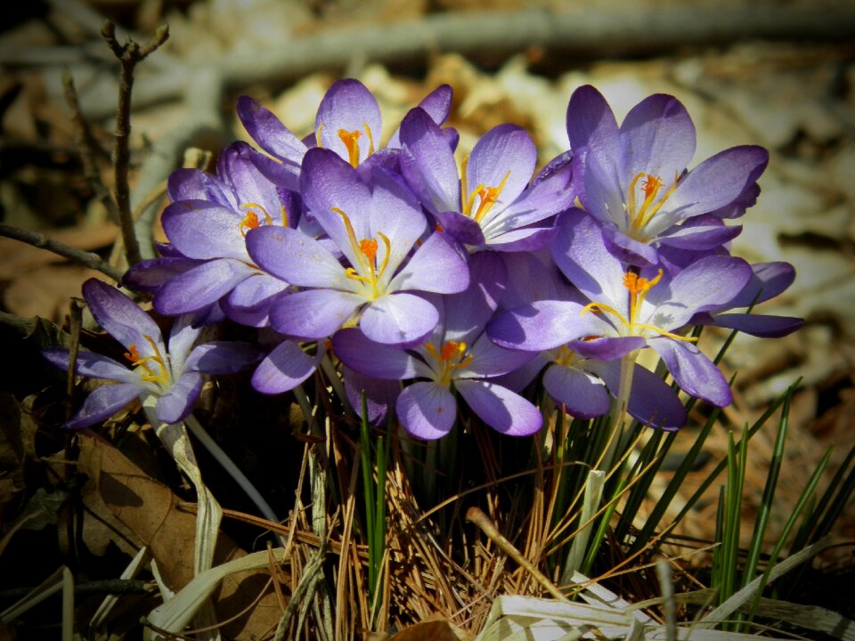 Flora blooming petal