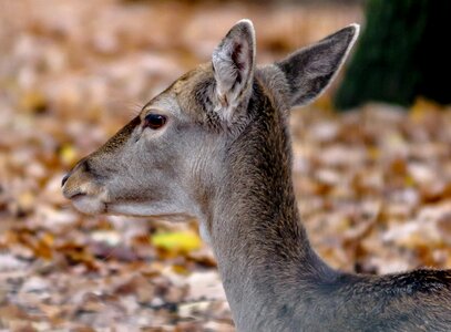 Nature mammal animal
