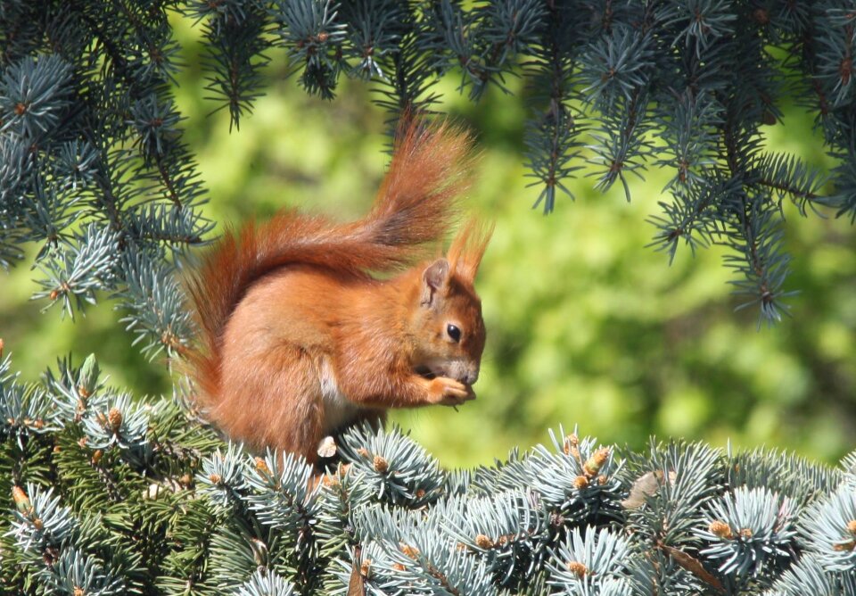 Squirrel nature Free photos