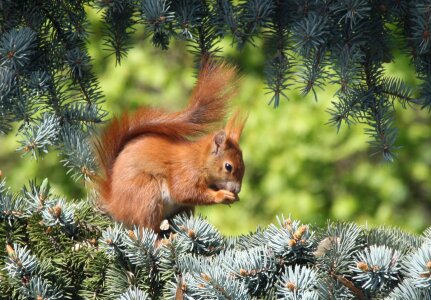 Squirrel nature Free photos